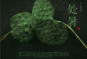 处暑莲蓬