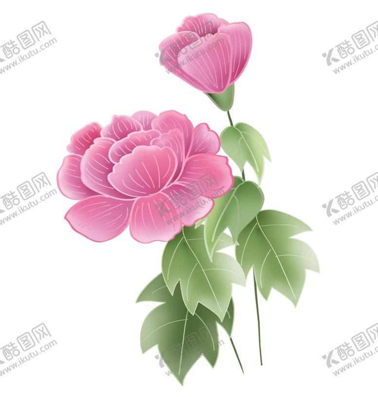 编号：59403504210748039834【酷图网】源文件下载-手绘牡丹插画