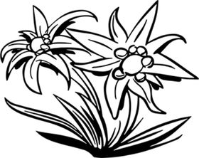 桃花花瓣