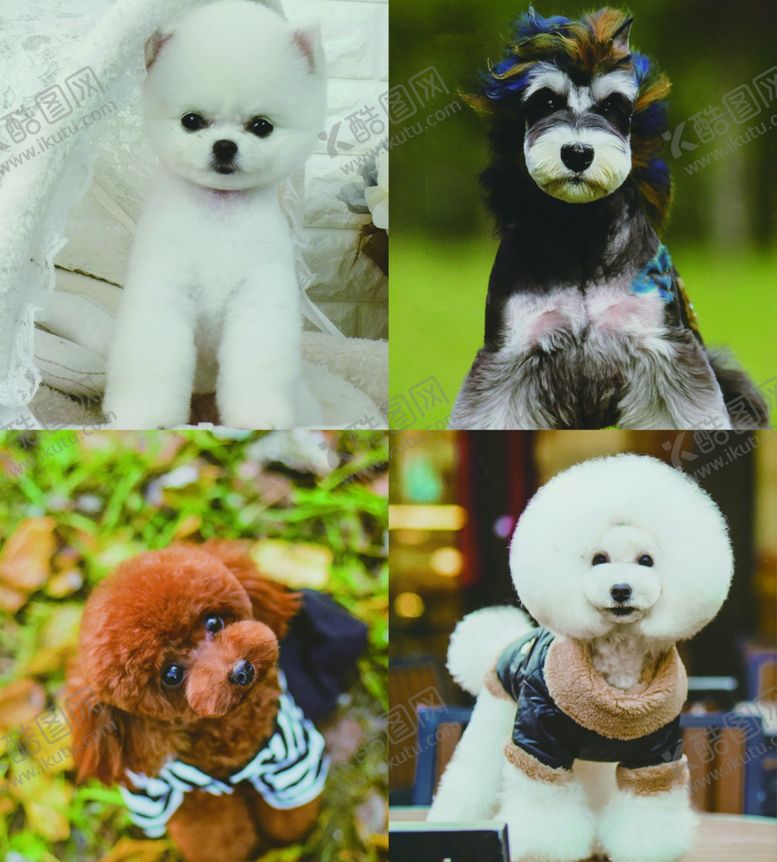 编号：65490409240536315605【酷图网】源文件下载-呆萌的狗狗