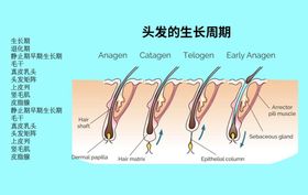 头发生长期