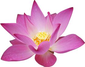 免扣荷花