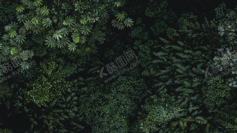 编号：17619210201856517633【酷图网】源文件下载-森林