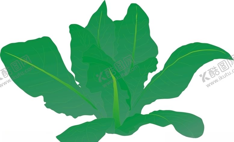 编号：40749009211827201742【酷图网】源文件下载-油麦菜