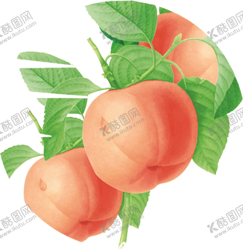 编号：27204606181243474236【酷图网】源文件下载-水蜜桃