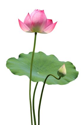 荷花元素免抠叶材