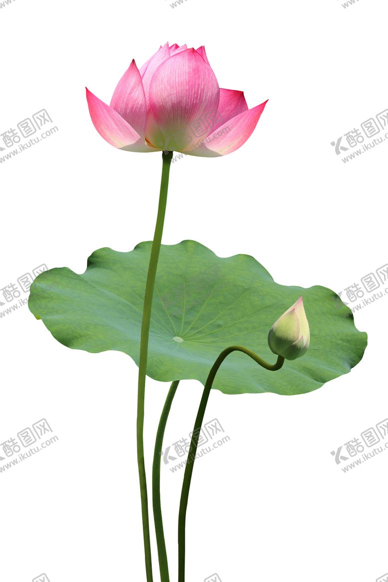 编号：65274007041659049117【酷图网】源文件下载-荷花元素