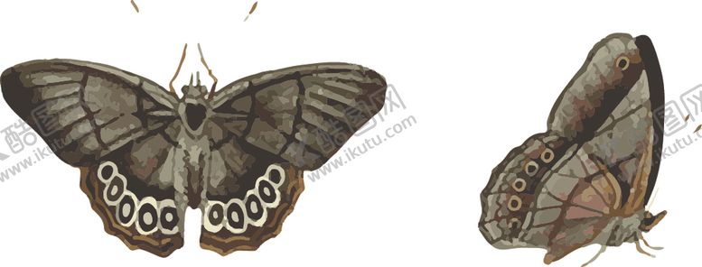 编号：63924410031828068117【酷图网】源文件下载-自然昆虫标本插画