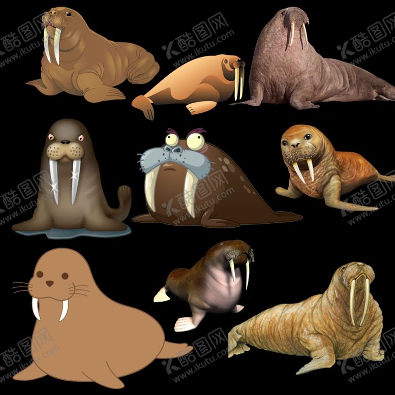 编号：21123010070938331777【酷图网】源文件下载-海象png免扣图片