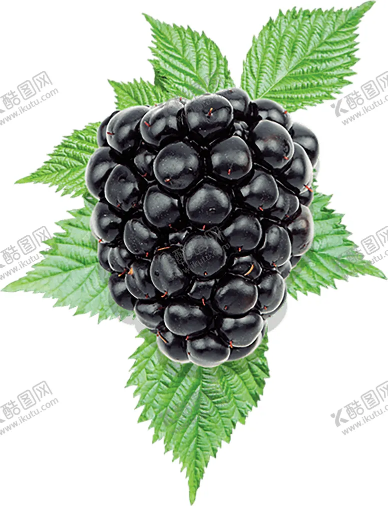 编号：20009610011614564097【酷图网】源文件下载-水果