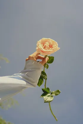 玫瑰花卉爱情花绽放
