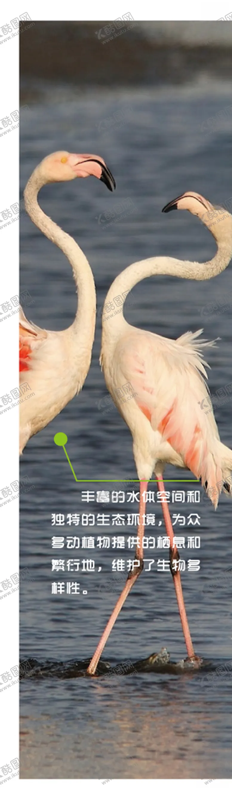 编号：88876610182041458621【酷图网】源文件下载-湿地生态