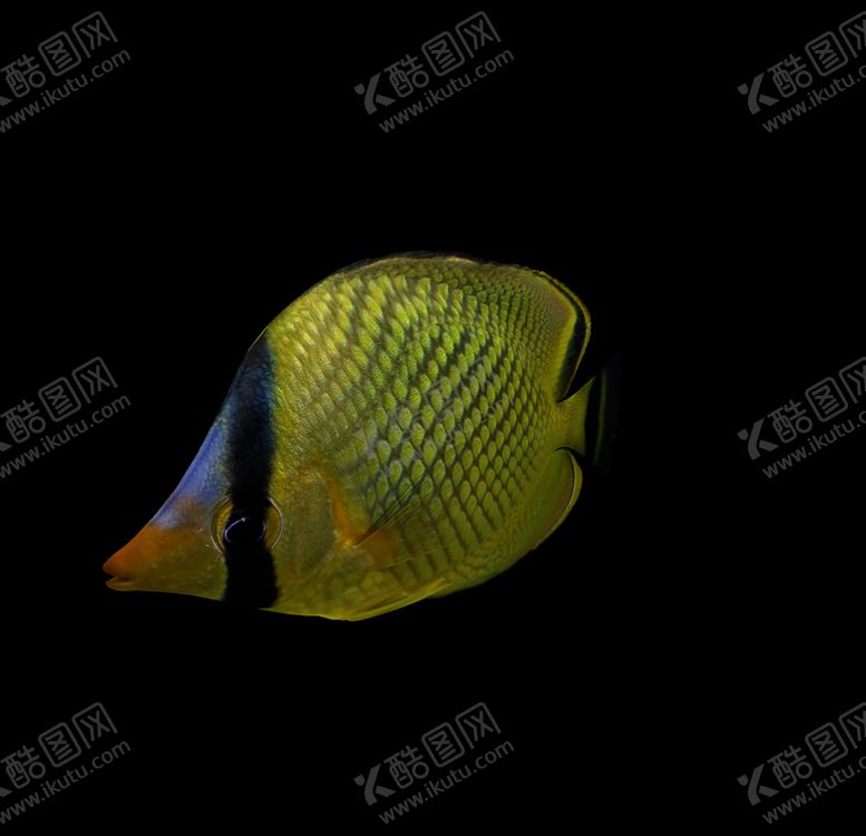 编号：74230509261412117560【酷图网】源文件下载-海洋生物