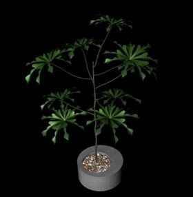 花草模型植物模型花卉模型