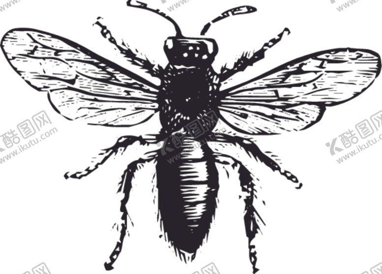 编号：77383110290333473938【酷图网】源文件下载-自然昆虫标本插画