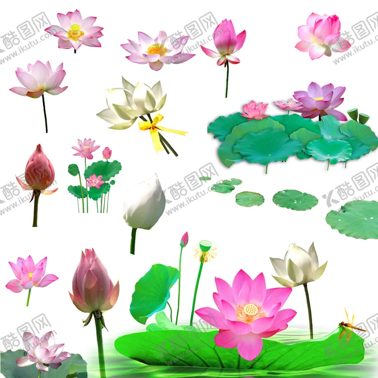 编号：48073609211630548012【酷图网】源文件下载-荷花