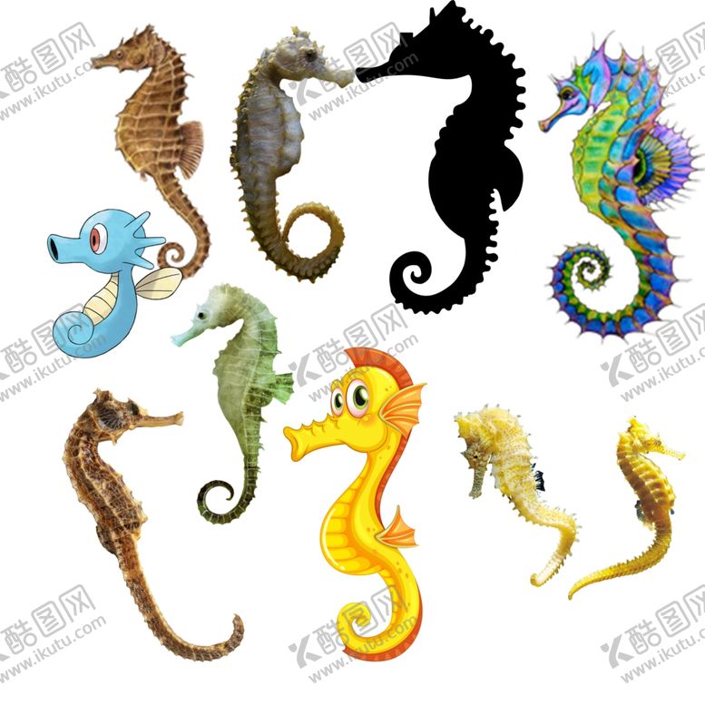 编号：68155010301354599364【酷图网】源文件下载-海马png免扣图片