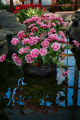 郁金香自然景观摄影花朵