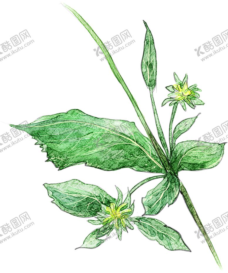 编号：54982710251548295215【酷图网】源文件下载-绿色植物
