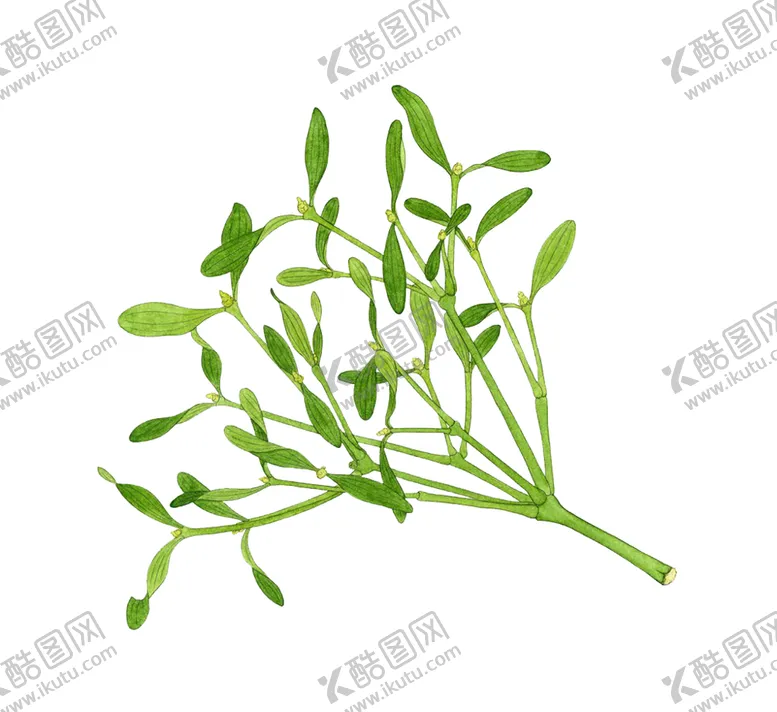 编号：19842909240918501432【酷图网】源文件下载-草本植物药材