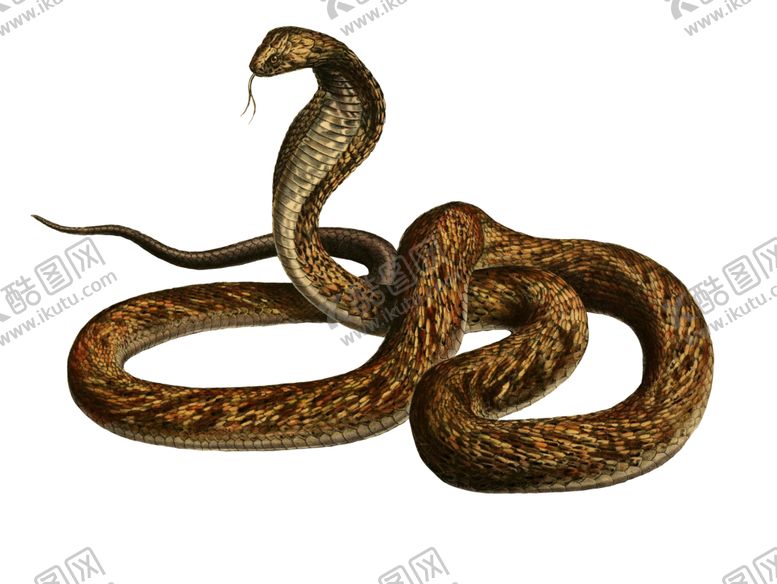 编号：10319709122241152839【酷图网】源文件下载-眼镜蛇
