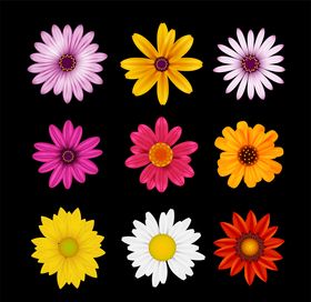 野菊花小雏菊Daisy鲜花花朵