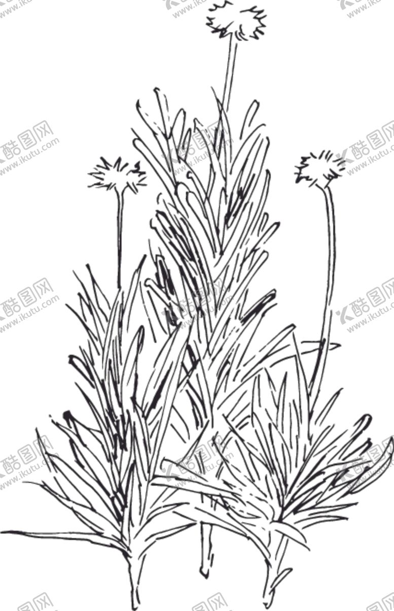 编号：18802909252043515228【酷图网】源文件下载-素描鲜花