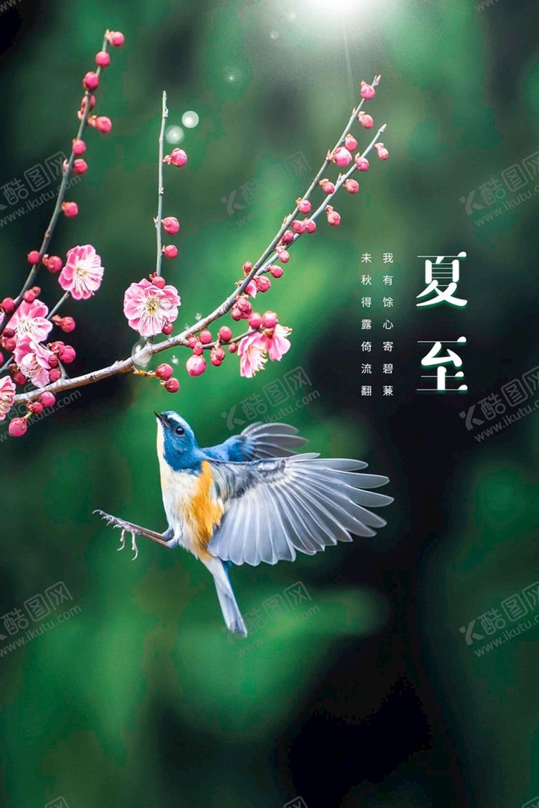 编号：31798009230958065142【酷图网】源文件下载-夏至