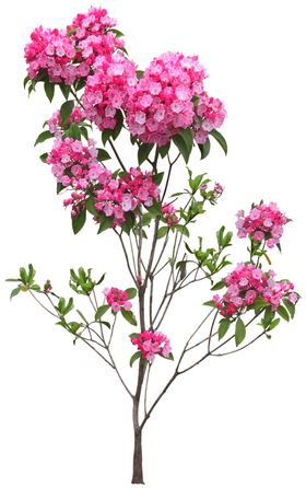 矮花卉