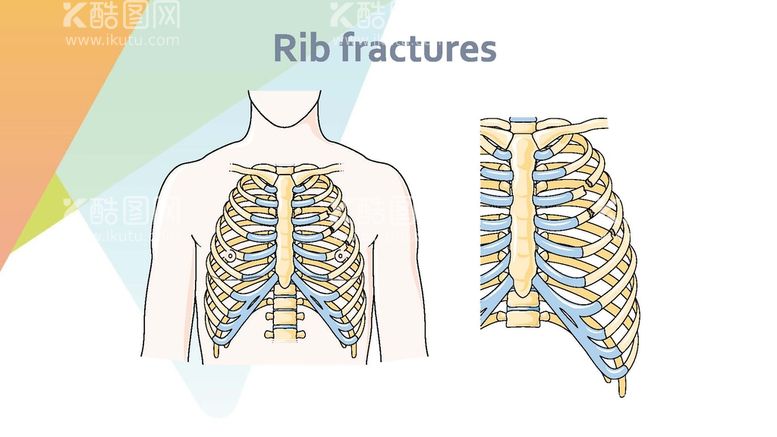 编号：45266012021723053727【酷图网】源文件下载-胸腔骨骼