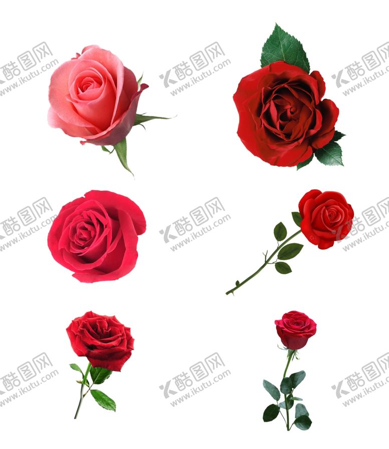 编号：38792804070640288493【酷图网】源文件下载-玫瑰花