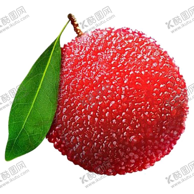 编号：75801209262326134209【酷图网】源文件下载-杨梅  