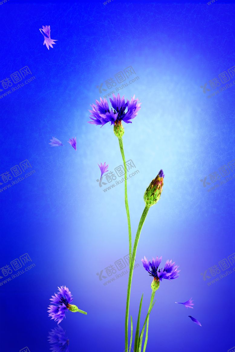 编号：38532110310441185659【酷图网】源文件下载-矢车菊