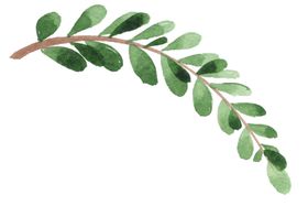 植物绿叶