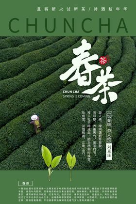 采茶春茶上市采茶女茶田