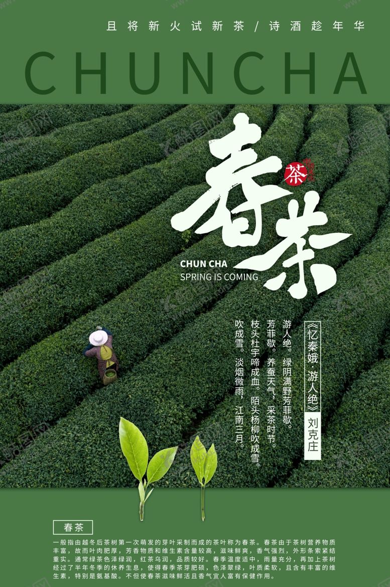 编号：77432107022324113751【酷图网】源文件下载-采茶春茶上市采茶女茶田