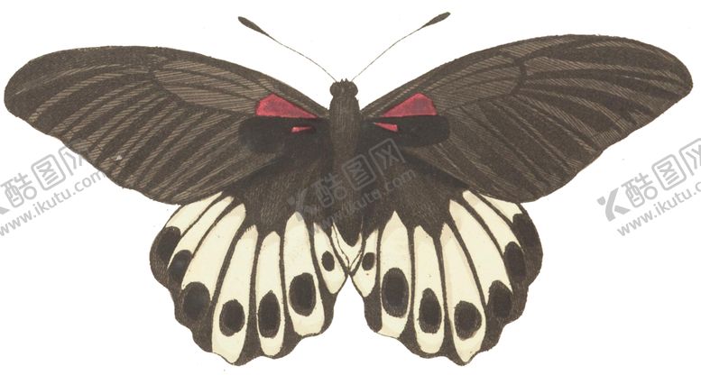 编号：69825809251221215200【酷图网】源文件下载-蝴蝶