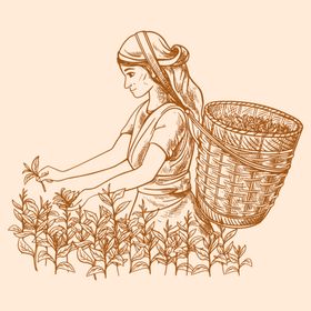 采茶女山水茶叶炒茶元素插画