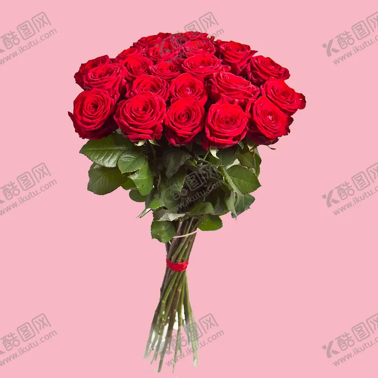 编号：41705810082327279180【酷图网】源文件下载-玫瑰花