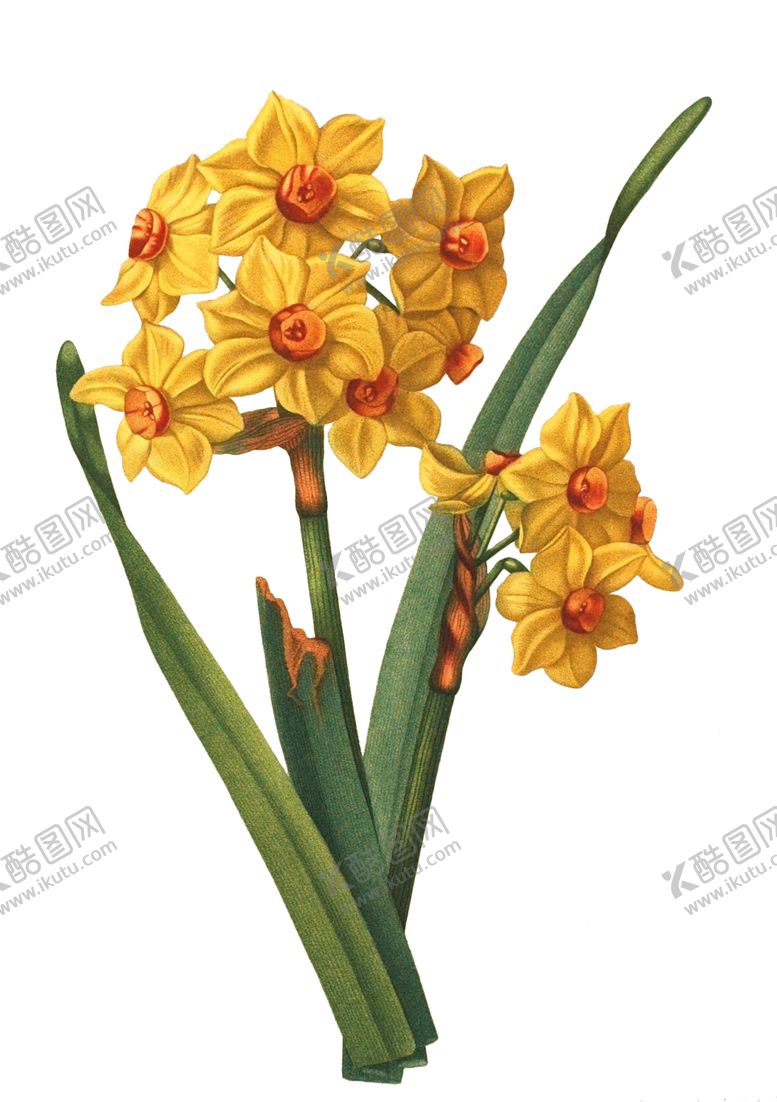 编号：67536307141329018118【酷图网】源文件下载-复古鲜花主题装饰图案