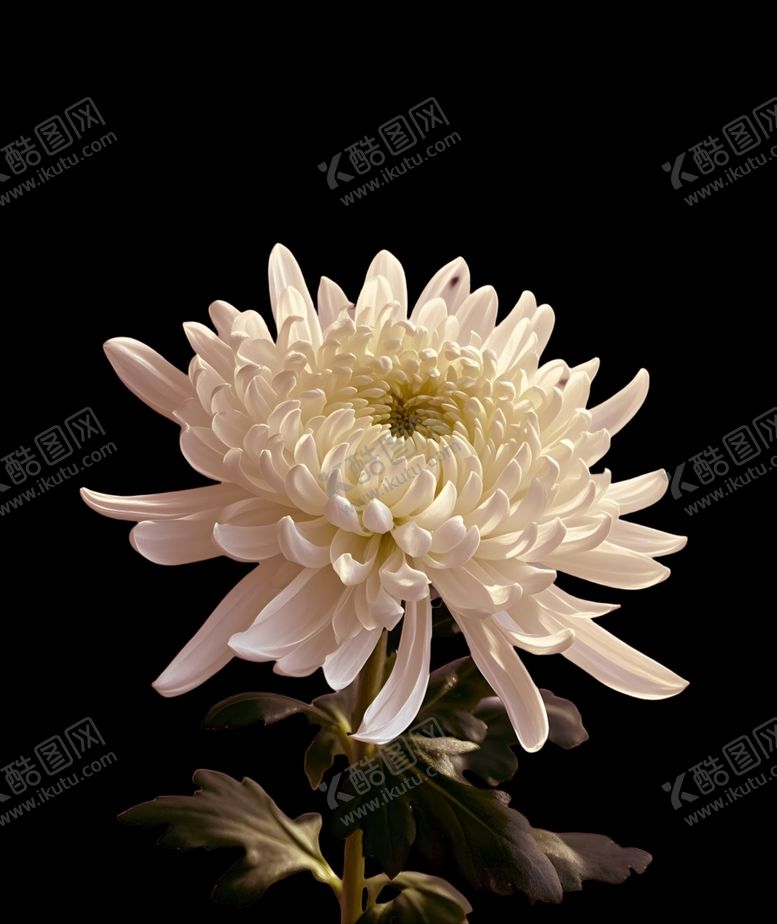 编号：14693602262350009106【酷图网】源文件下载-菊花素材