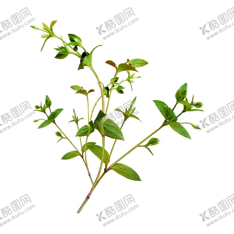 编号：50165410071905463684【酷图网】源文件下载-绿色相框