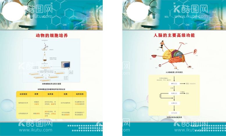 编号：24757612272023291521【酷图网】源文件下载-生物知识展板