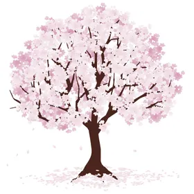 樱花朵桃树