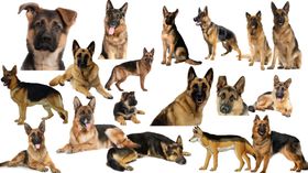 德牧犬png免扣图片