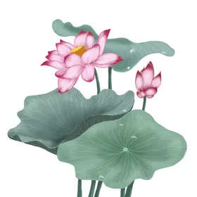 荷花素材中国风夏天背景夏至海报夏至