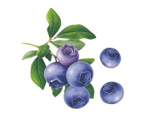 蓝莓