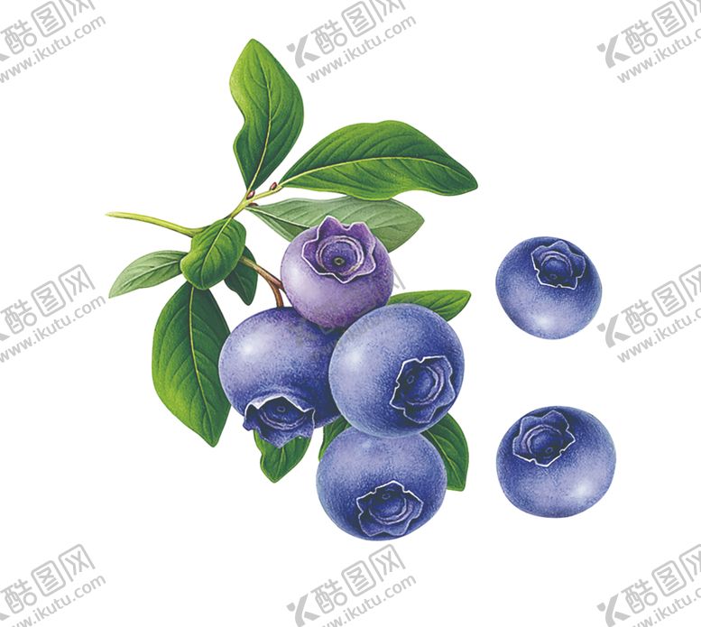 编号：33604510272350523703【酷图网】源文件下载-蓝莓