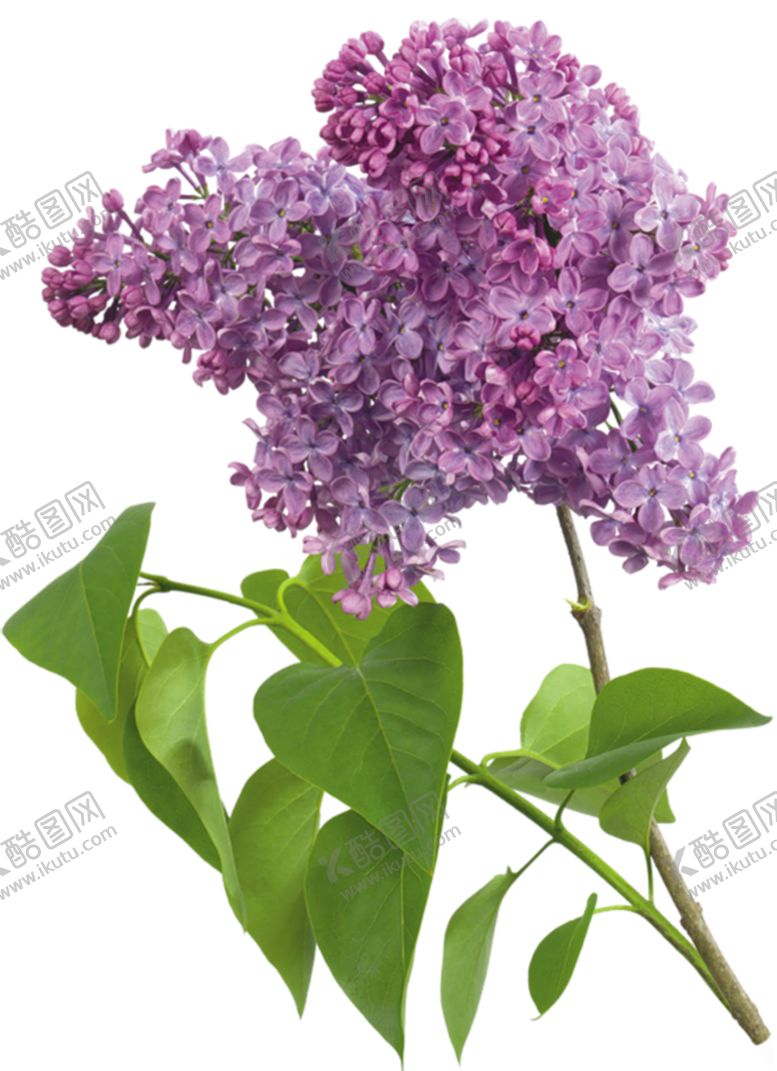 编号：59570707071525435932【酷图网】源文件下载-丁香花