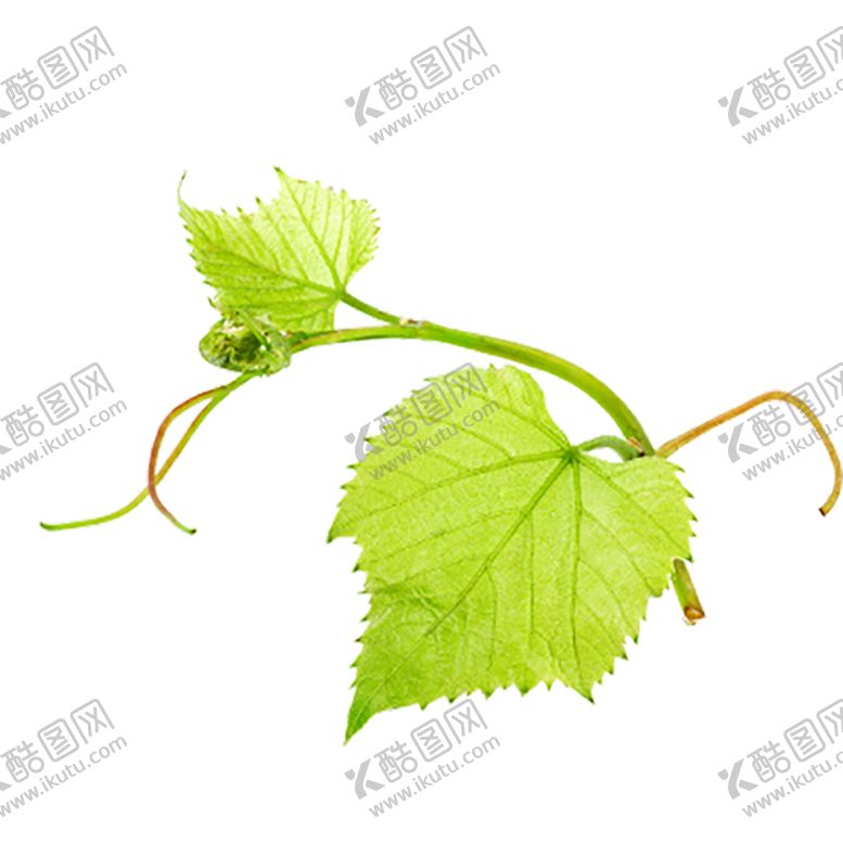 编号：30419109181545274706【酷图网】源文件下载-水果